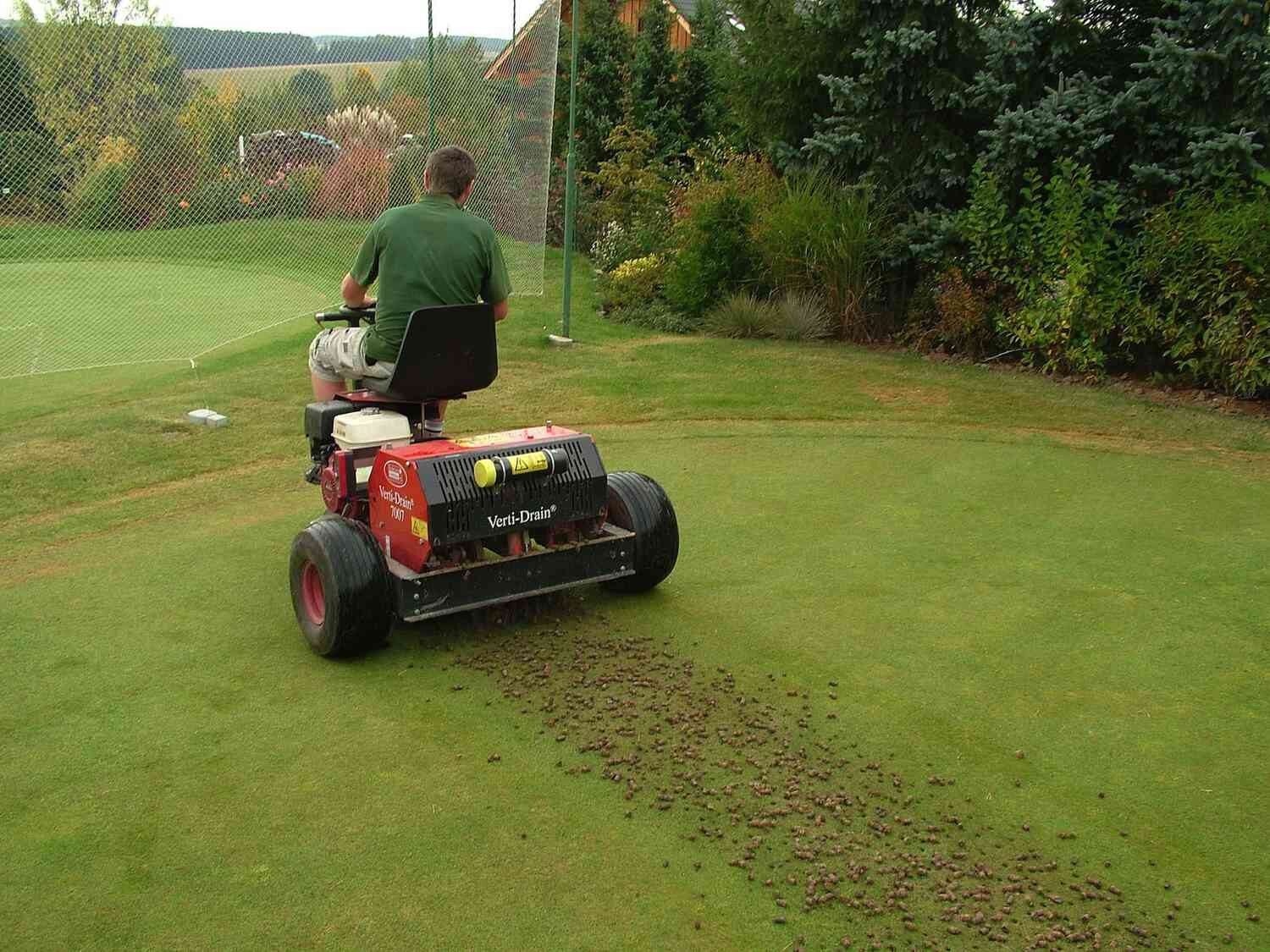 Core aeration plugs pulled from a Northern Virginia lawn ahead of overseeding