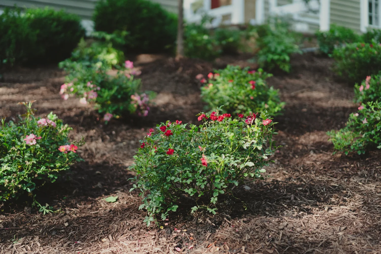 Freshly planted red and pink flowering annuals in a mulched garden bed