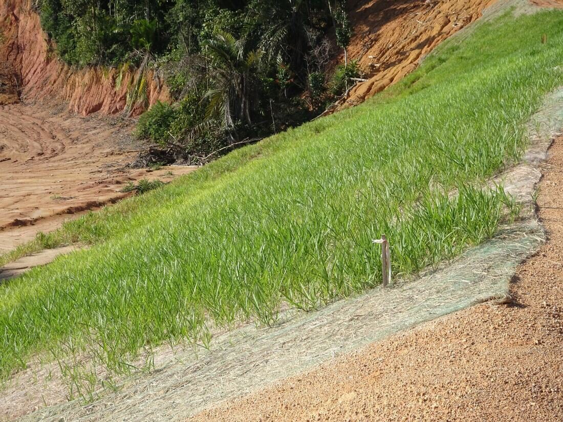 Green erosion control matting laid over a bare slope with new grass growing through