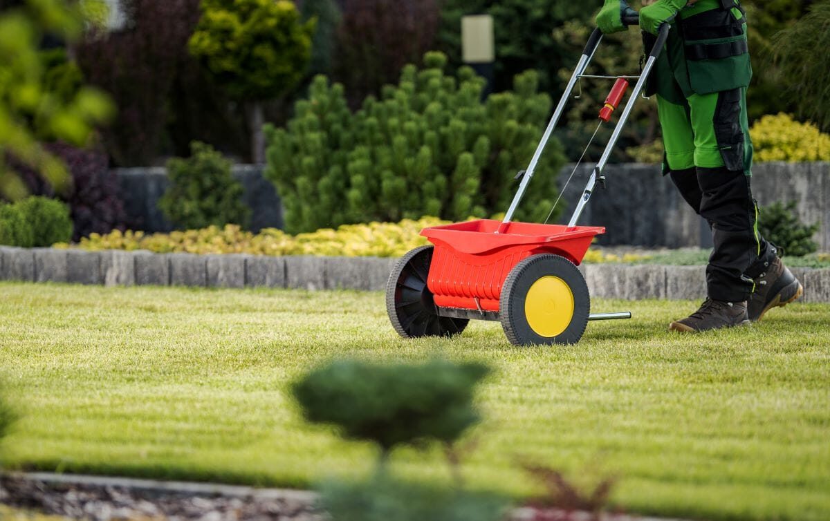 New grass seed spread across a lawn after overseeding