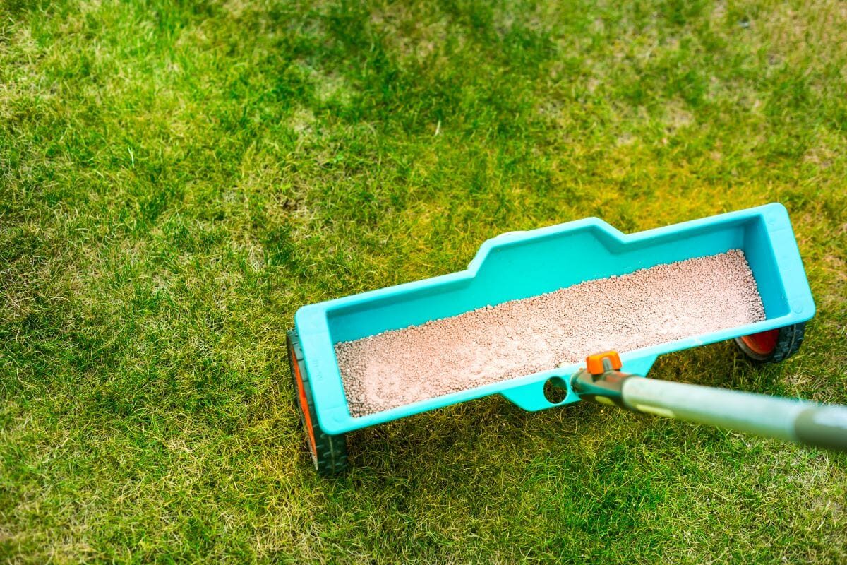 Drop spreader applying fertilizer to a lawn as part of a turf care program