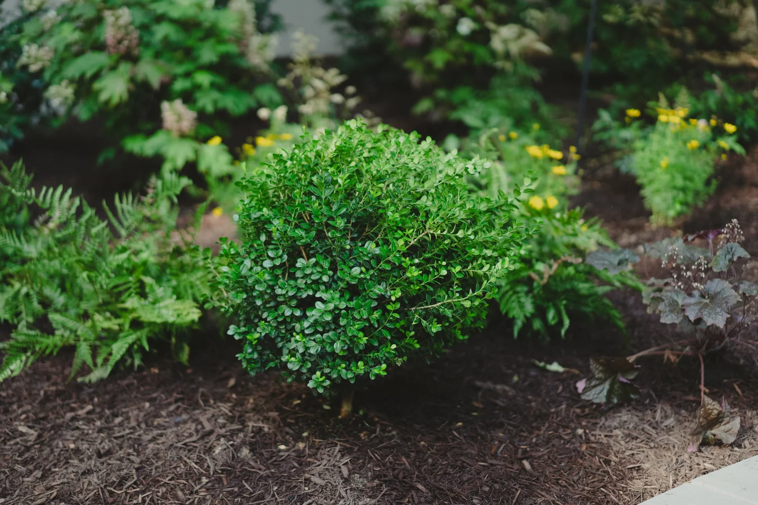 Planting