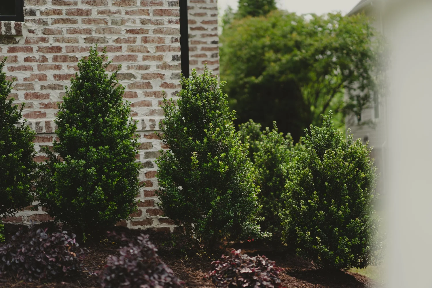 SHRUBS